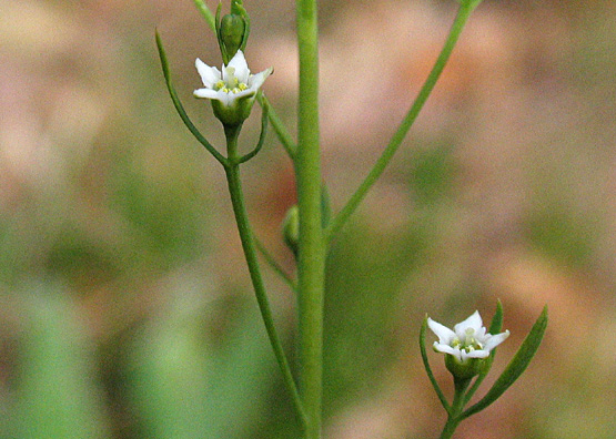 Thesium bavarum Schrank / Linaiola bavarese.